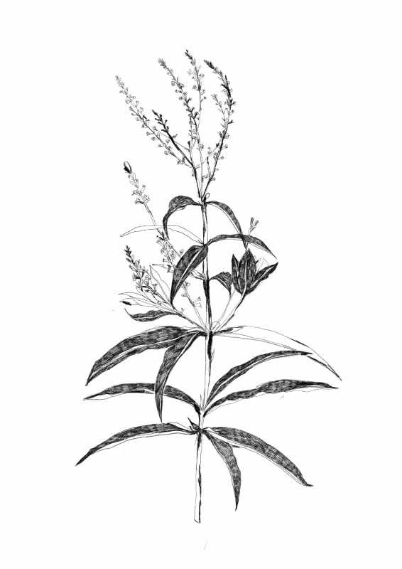 Lemon verbena scent