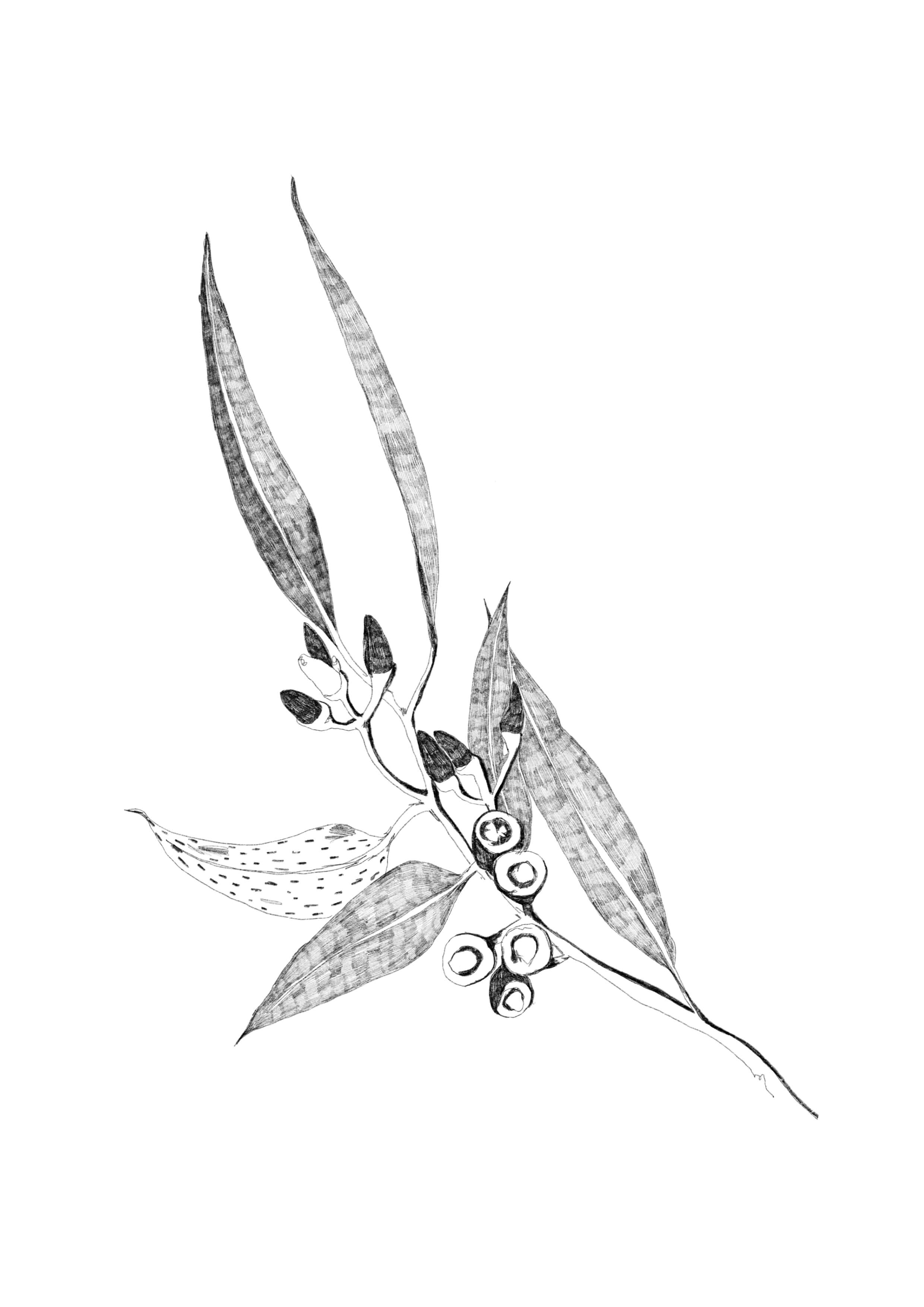 Illustration Eukalyptus